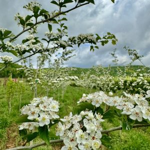Winter King Hawthorne Blooms