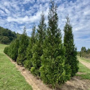 American Pillar Arborvitae
