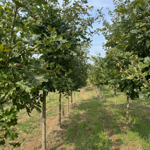 white oak